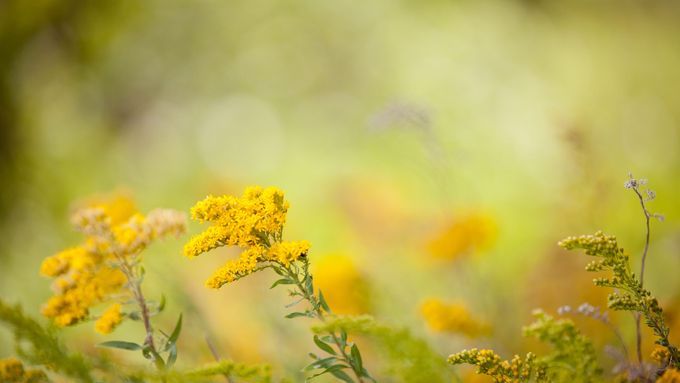 A flower full of pollen, which is a common culprit of allergies.