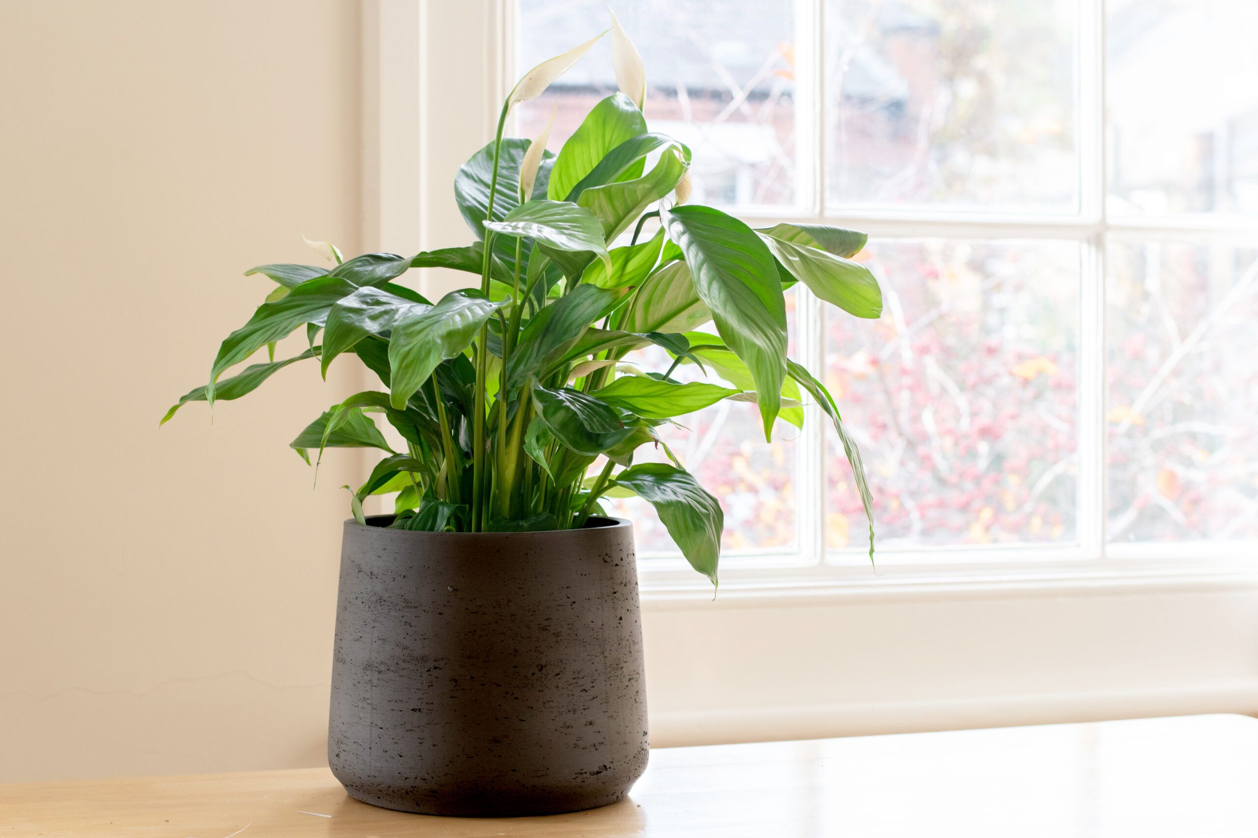 10 Bathroom Plants That Absorb Moisture and Freshen Up the Air Planters Etc