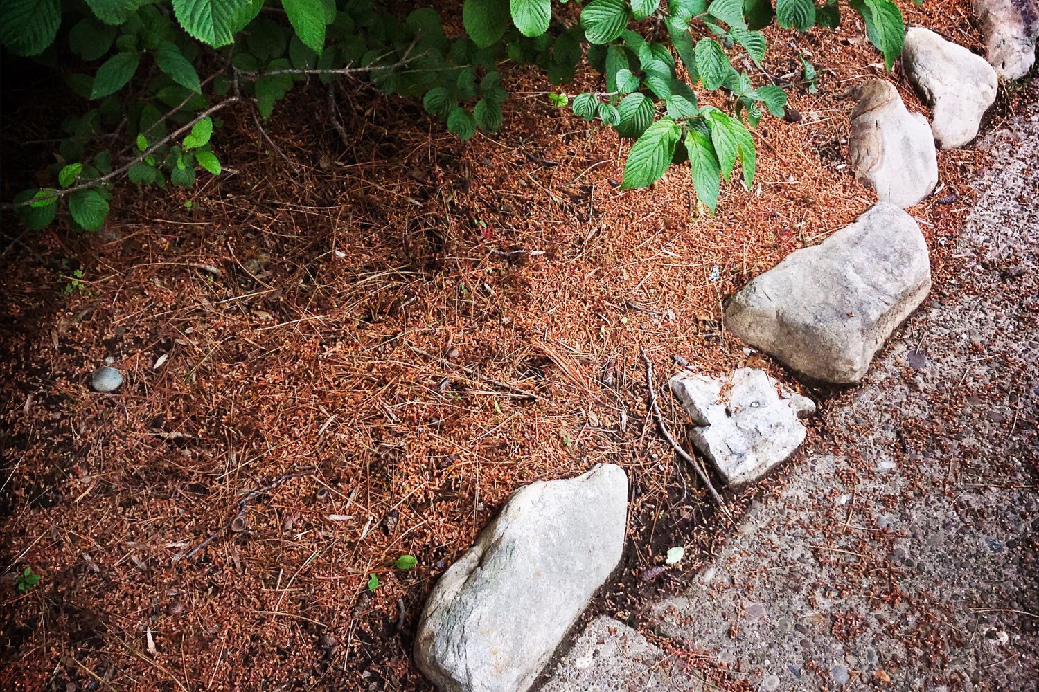 Pine_Needles_iStock_973493196