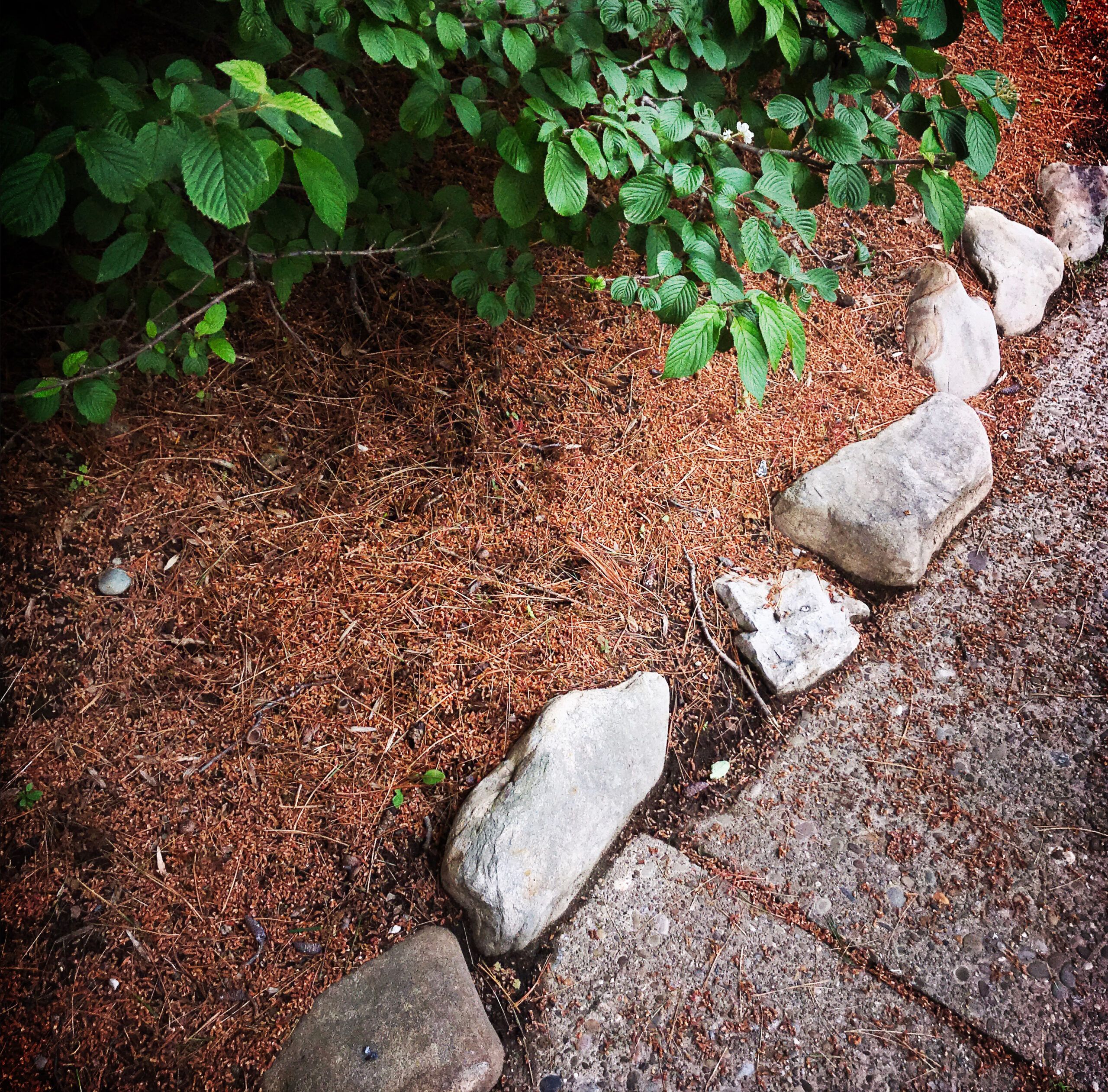 Image of Pine needle mulch around flowers