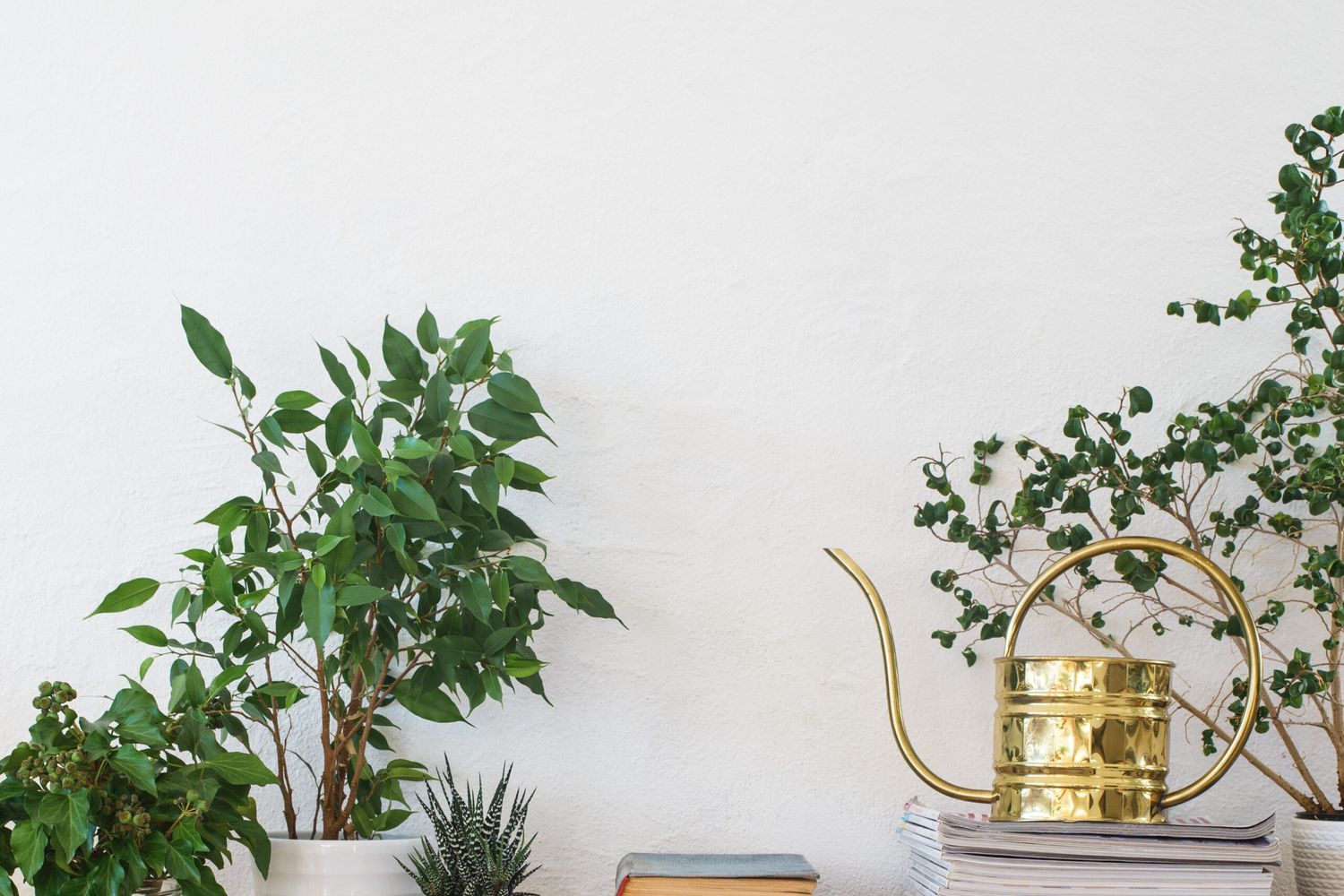 Plants_iStock_500784352