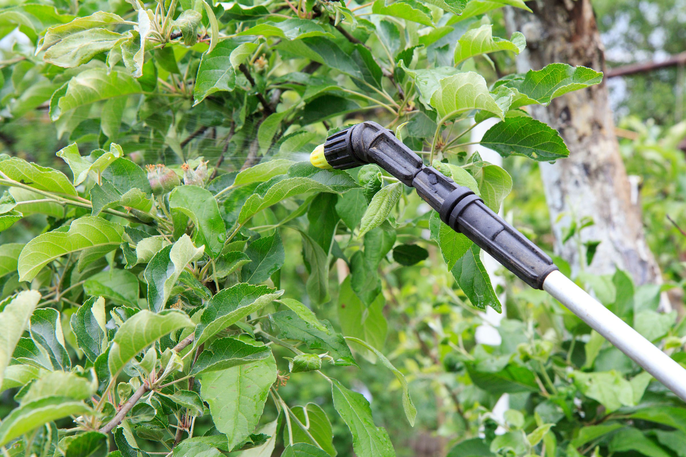 A chemical sprayer wand treats treating a leafy tree.