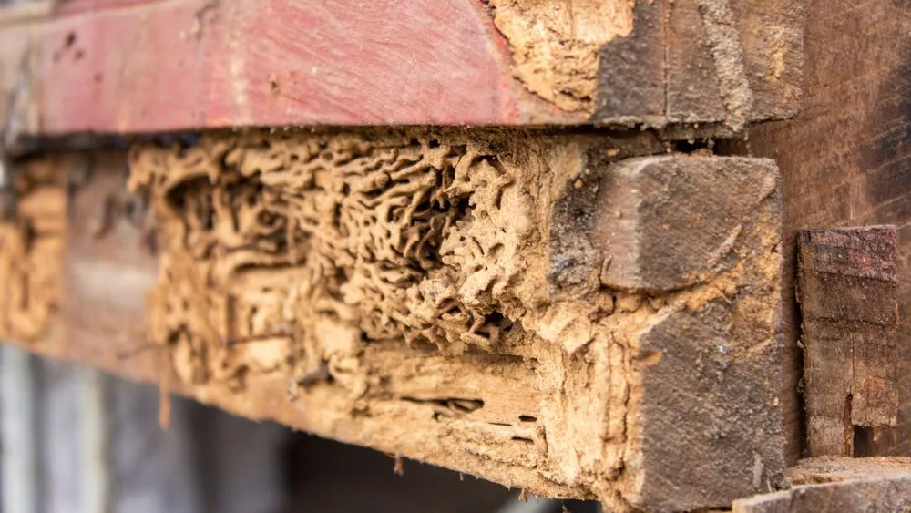 Termites_iStock_1195054818