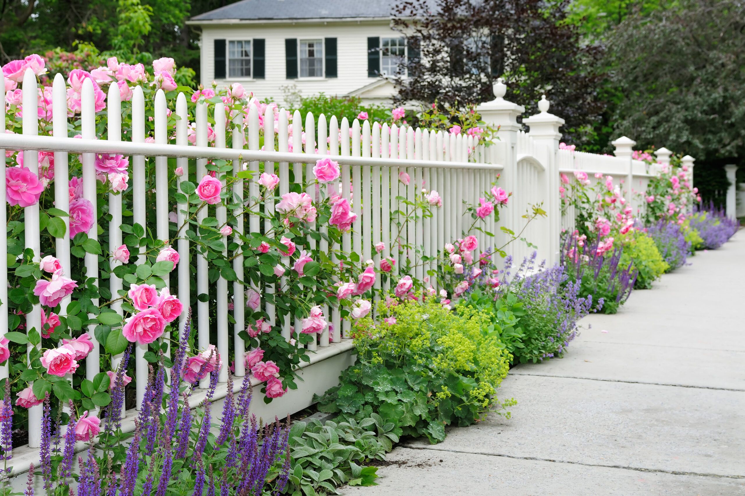 Freshly painted fence with flowers poking through