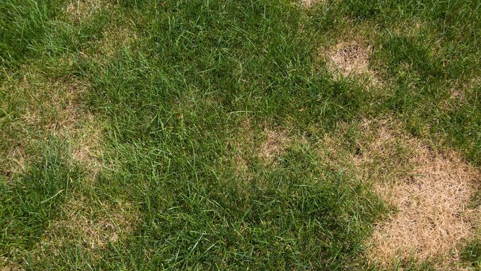 Bad_Grass_iStock_182175267