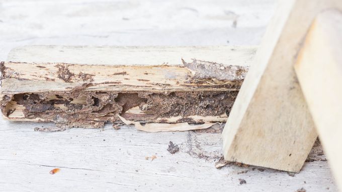 Termite_Damage_iStock_472880372