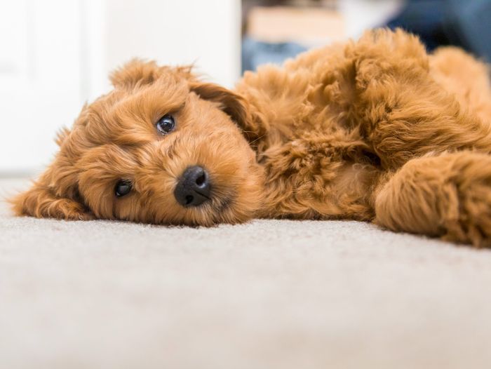 A puppy laying on carpet installed in a home.