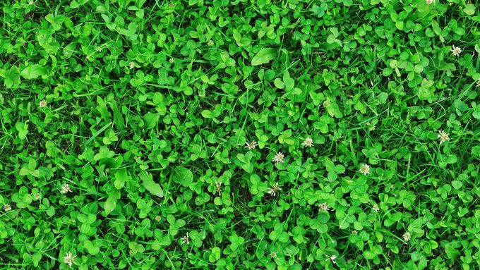 Clover_Lawn_iStock_159200688