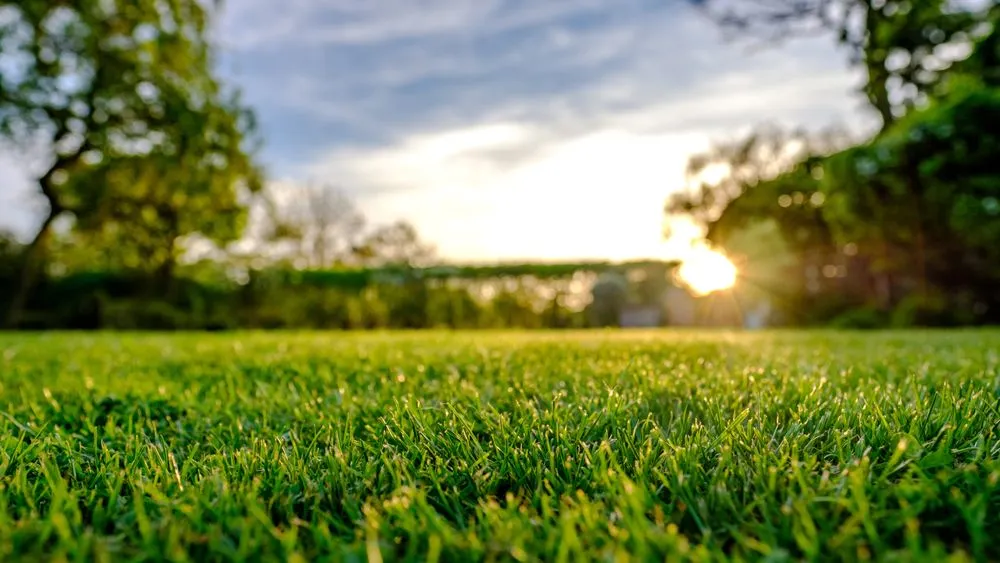 LAWN_iStock_667107666