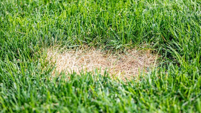 Lawn_damaged_iStock_1023855278