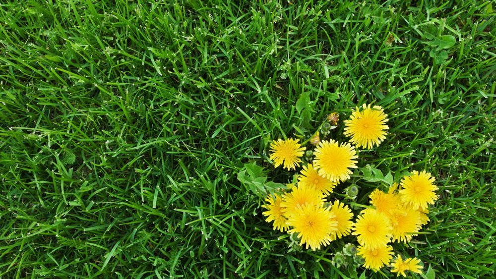 a group of weeds growing from the grass