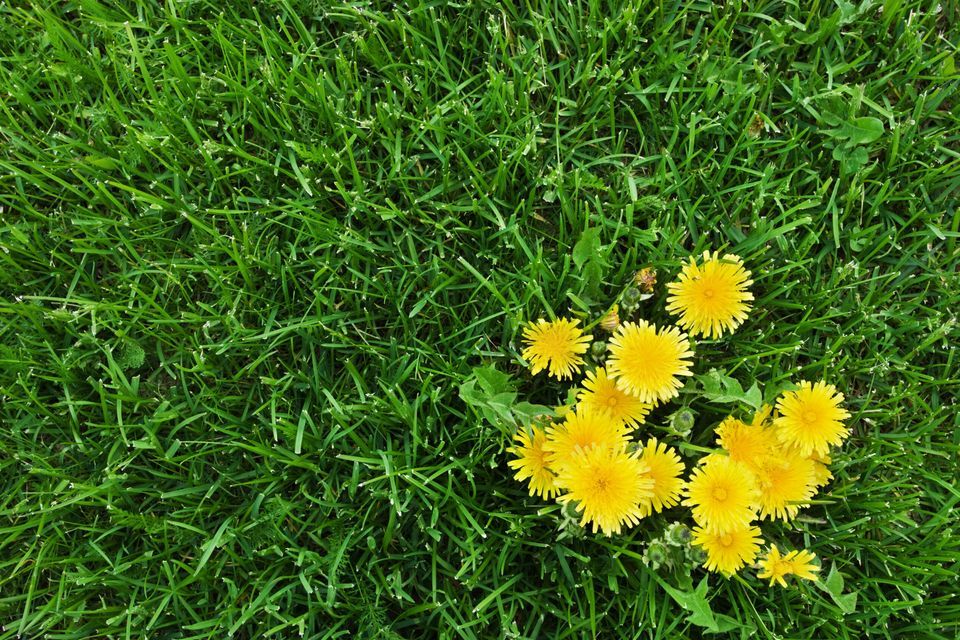 a group of weeds growing from the grass