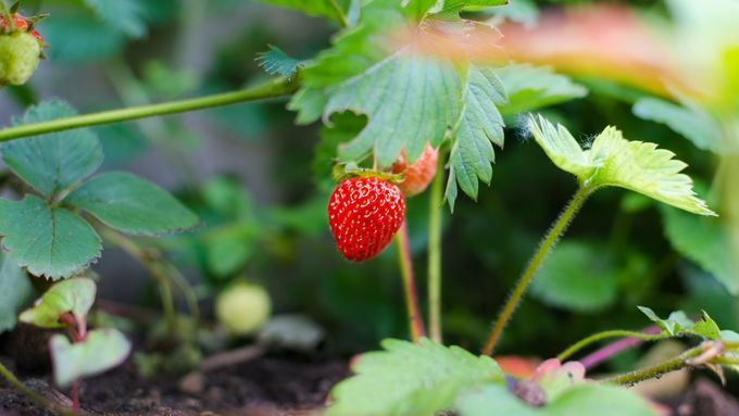 agriculture-berry-close-up-color-298696.0