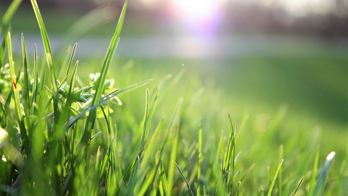 blade-of-grass-depth-of-field-environment-garden-580900.0