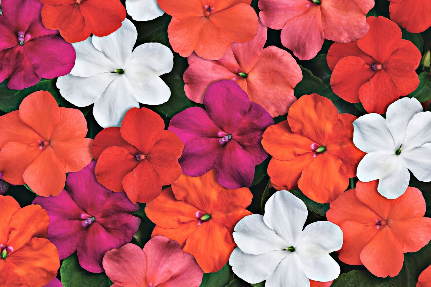 impatiens