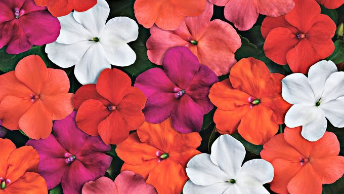 impatiens