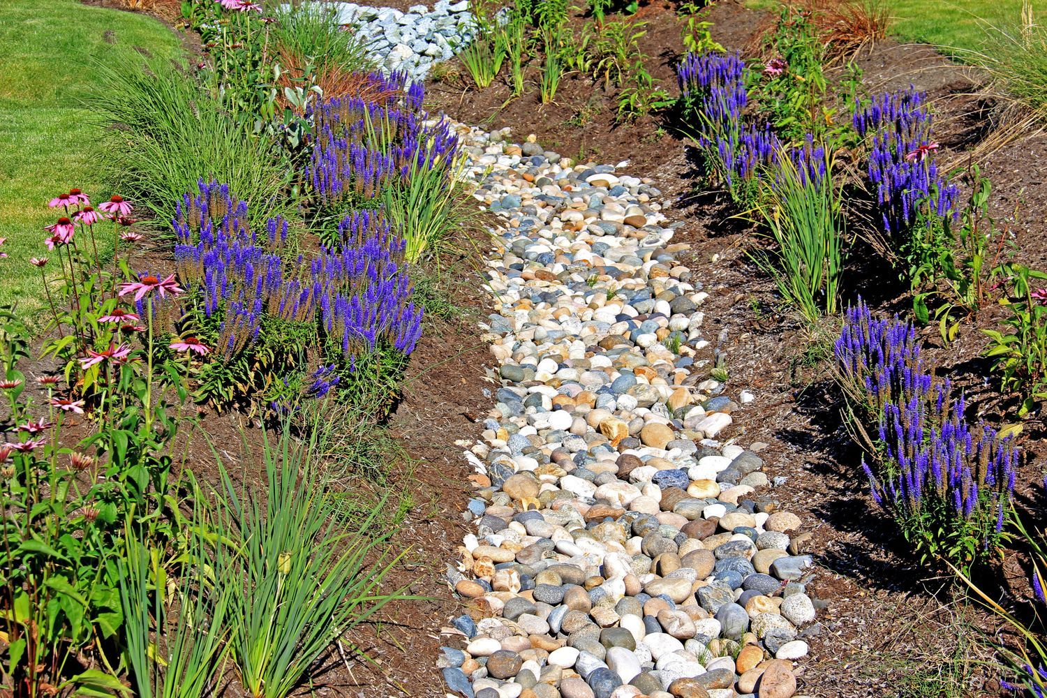 A garden with a stone pathway bordered by purple flowering plants and tall grasses resembles the tranquil charm of How To Install a French Drain steps. The vibrant greenery and colorful blooms create a lively and serene landscape, much like the careful planning needed for effective drainage solutions.