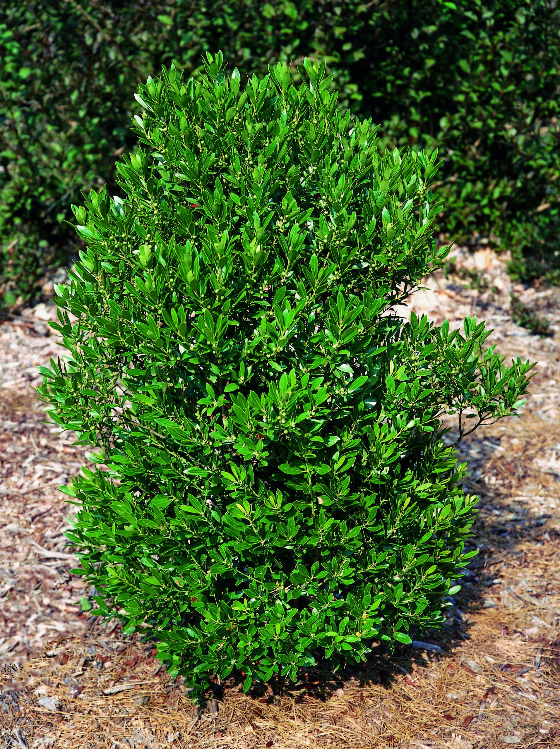 Inkberry bush, which is an alternative for an invasive plant species.