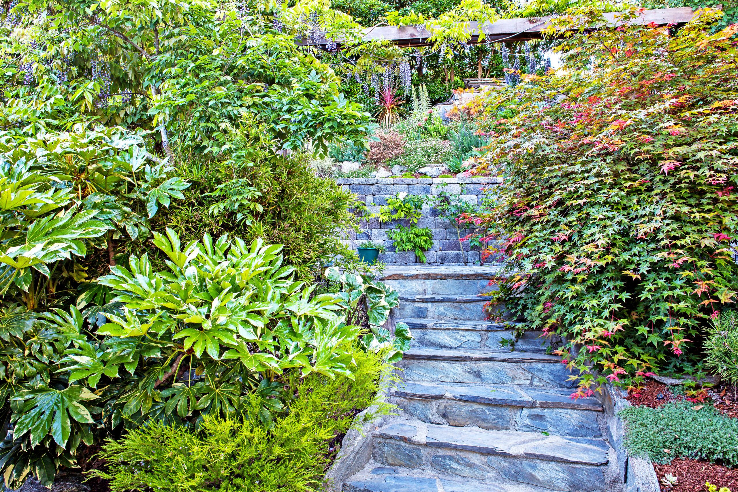 San Anselmo HIllside Sanctuary Garden - Dig Your Garden Landscape