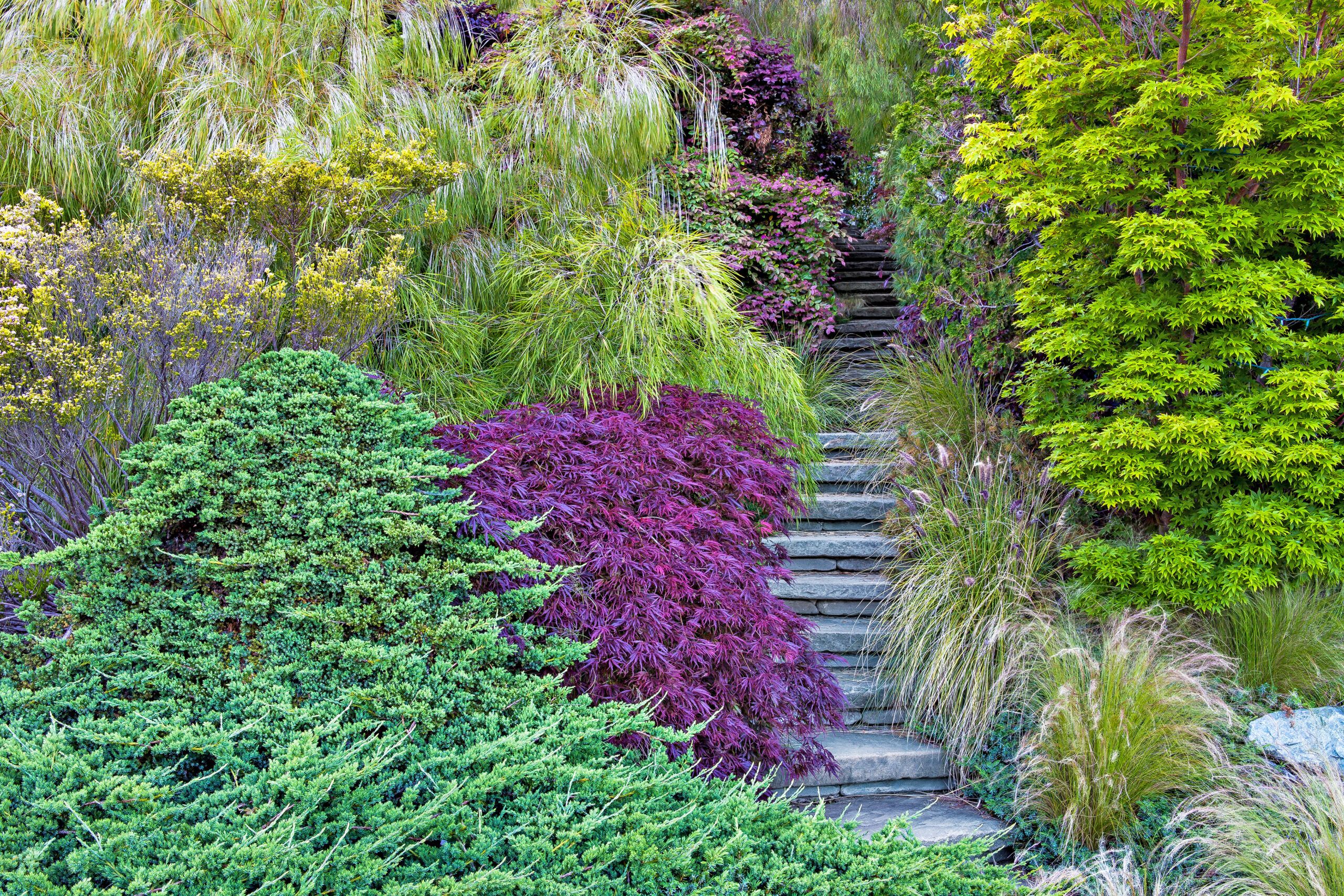 A Hillside Garden Makeover in California - This Old House