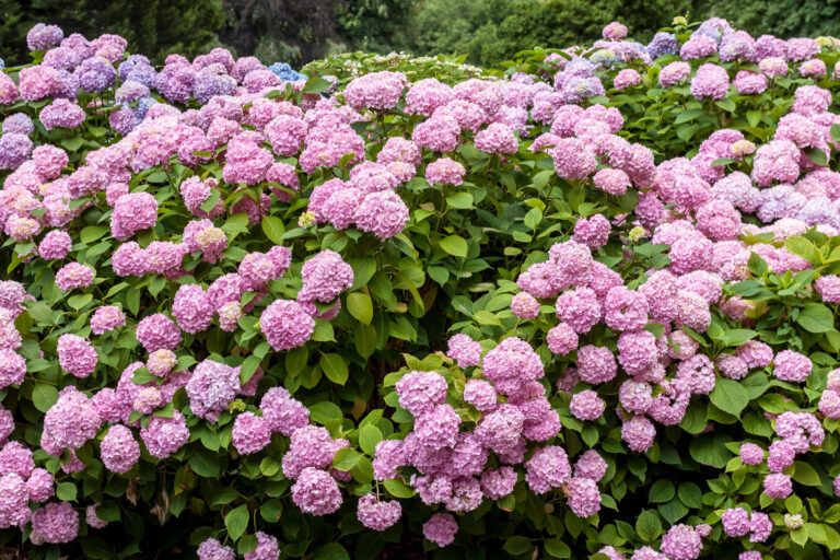 Best Foundation Plants For Stellar Curb Appeal - This Old House