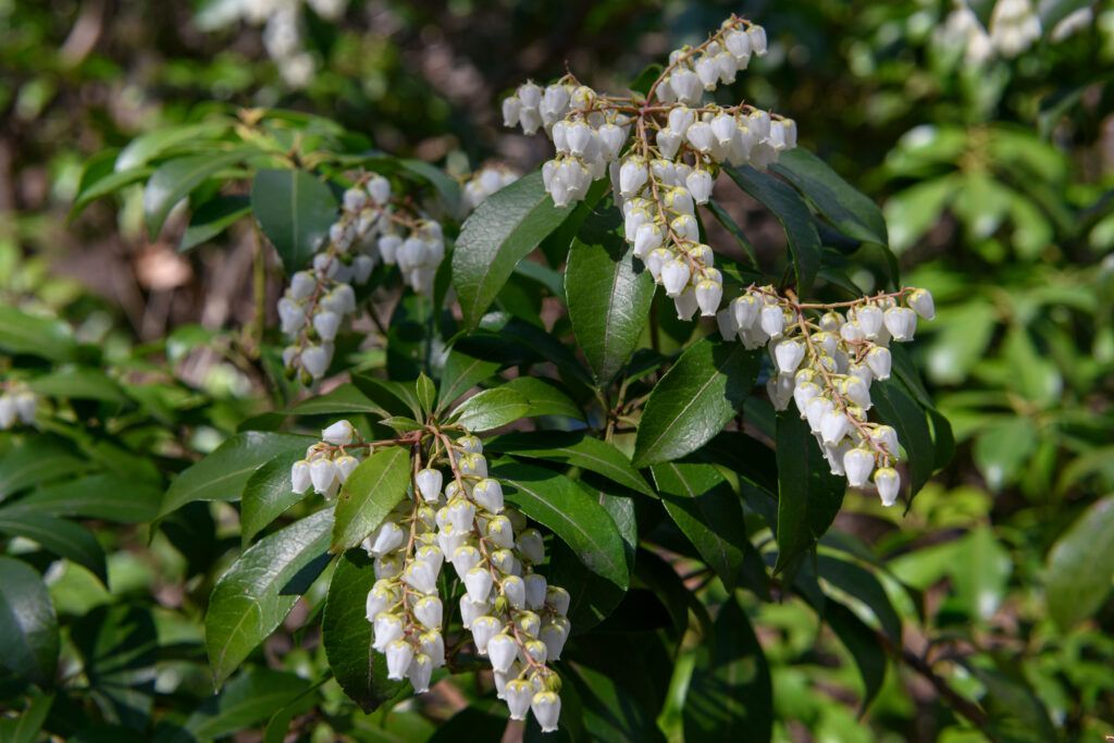 Best Foundation Plants for Stellar Curb Appeal - This Old House