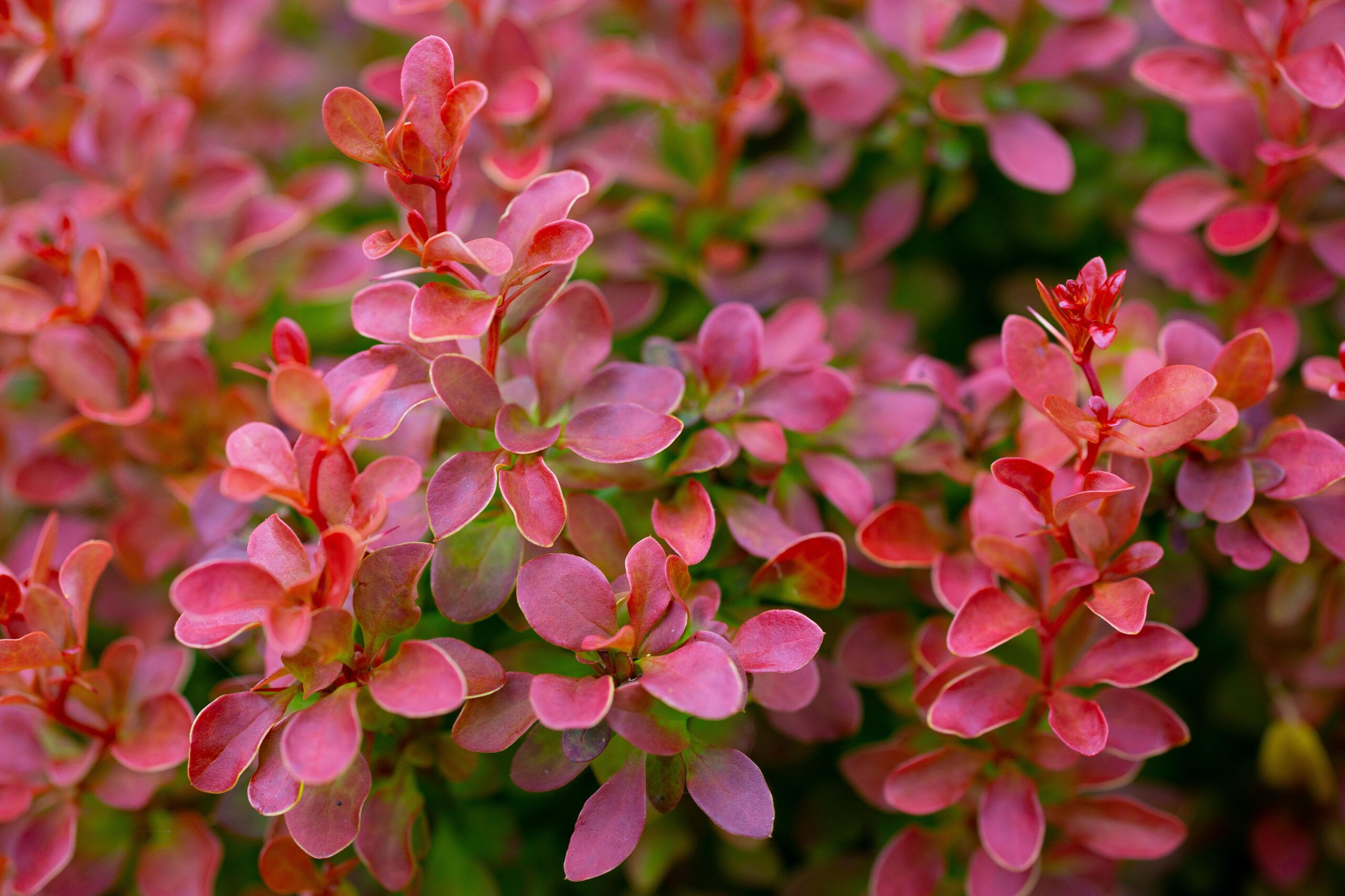 A blooming Japanese barberry shrub.