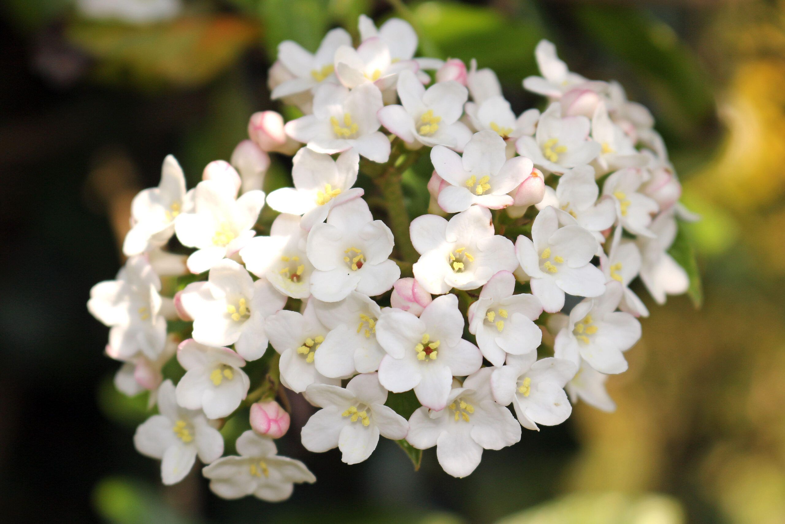 A birkwood viburnum shrub.