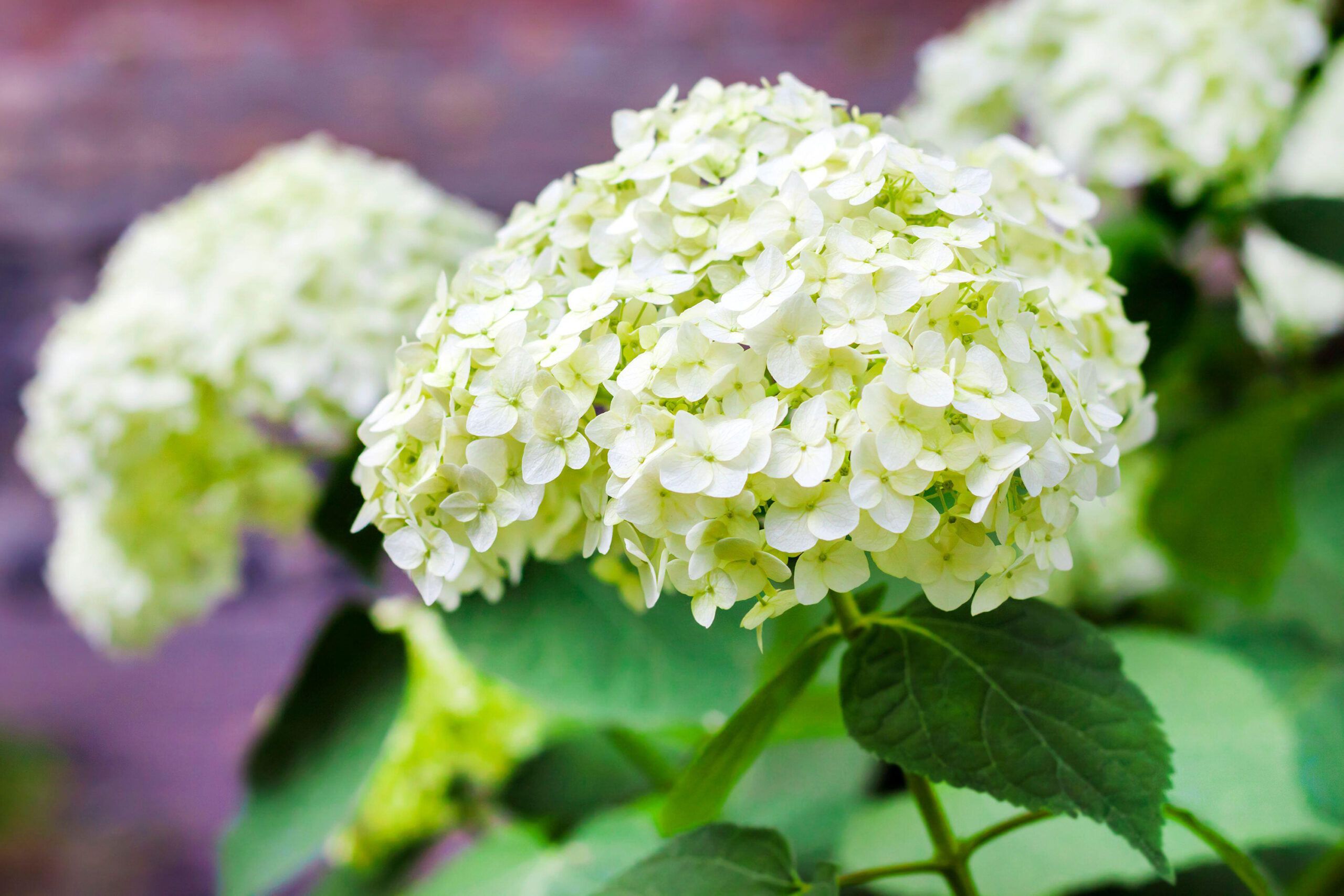 An Anabelle hydrangea shrub