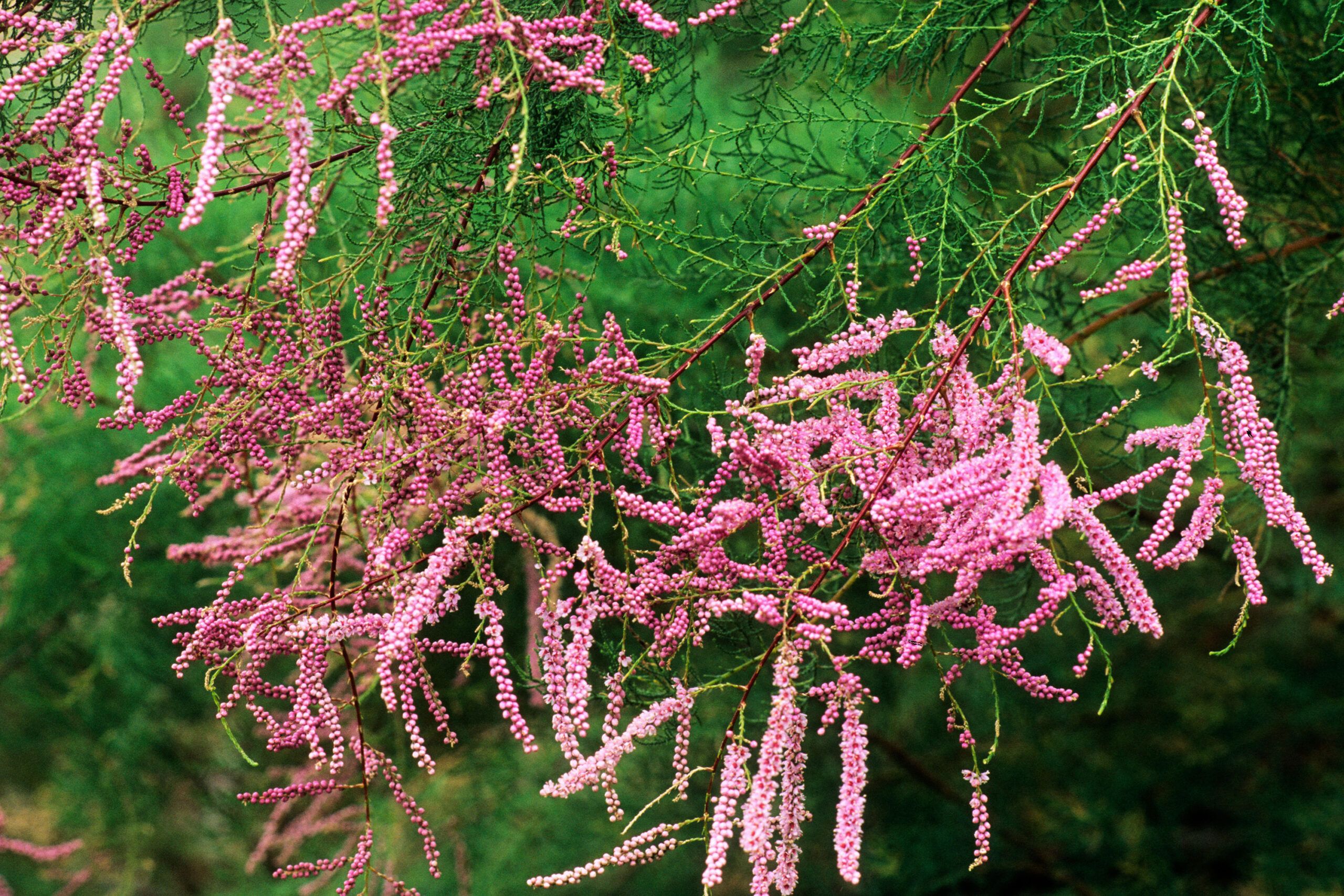 A branch of a Saltcedar, which is an invasive plant species.