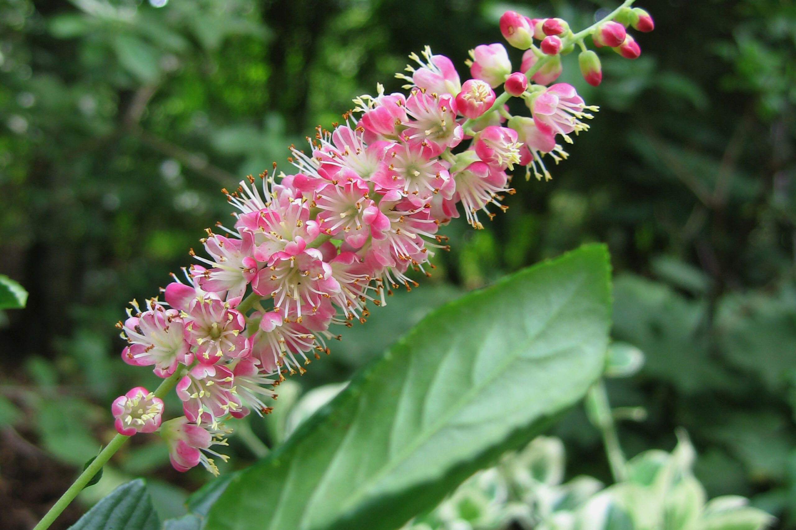 A blooming summersweet shrub.