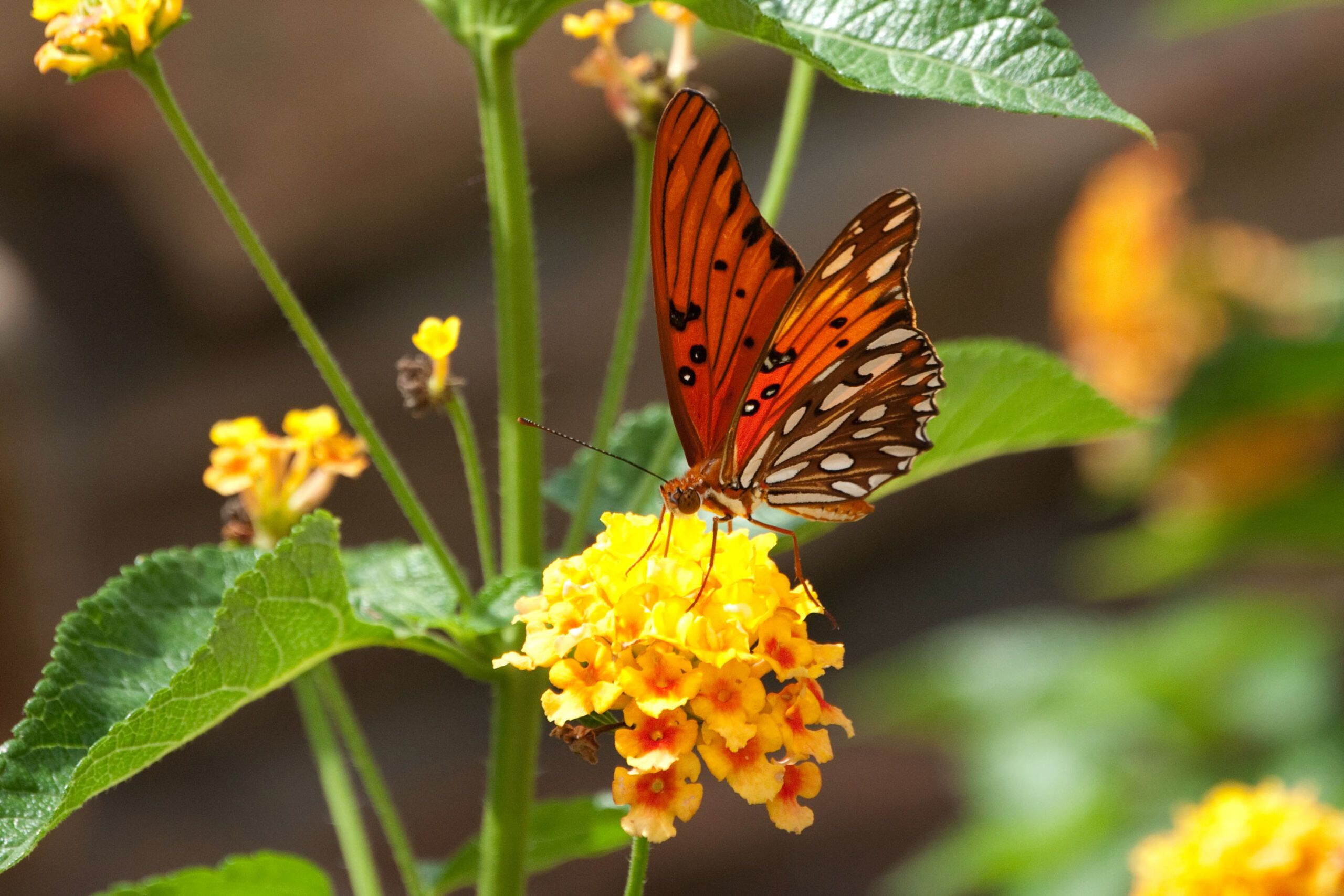 A butterfly on top of Lantana, Sterile Cultivars, which is an alternative for an invasive plant species.