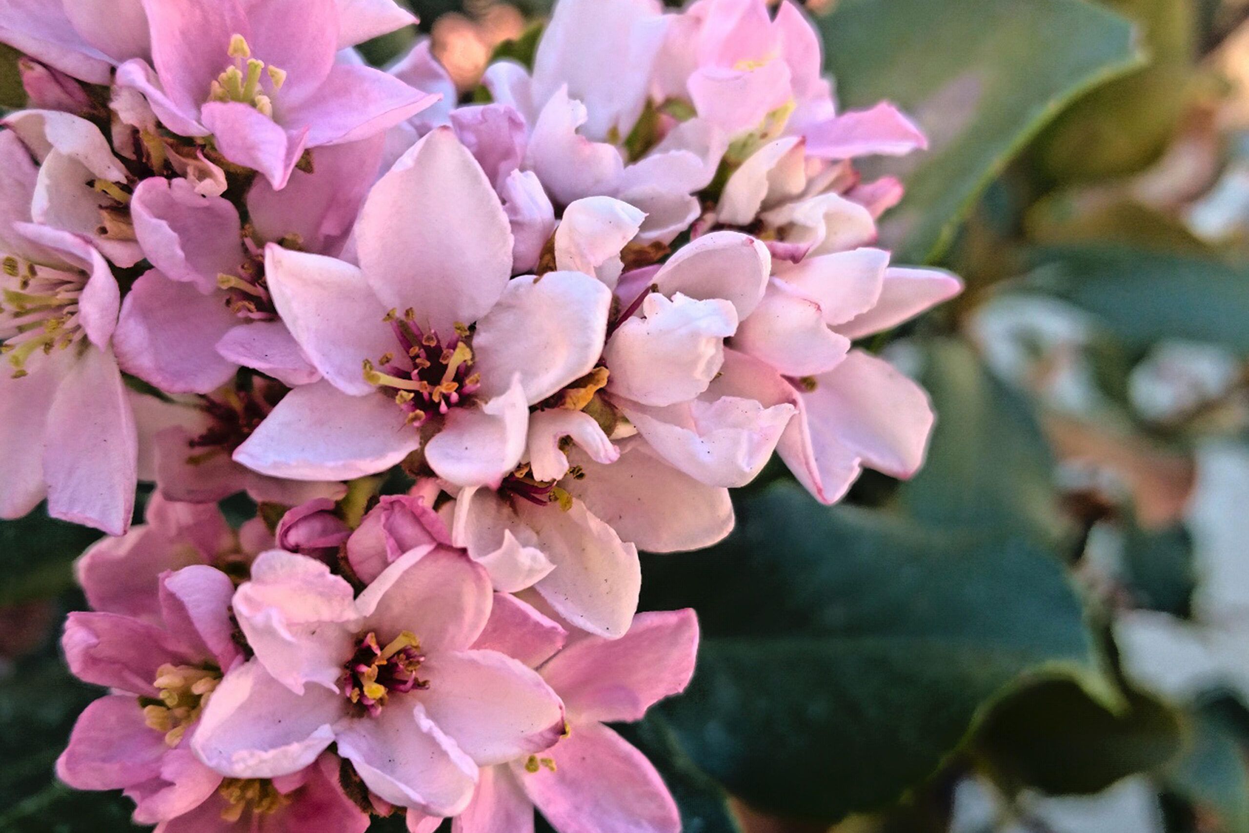 An India hawthorn shrub in bloom.