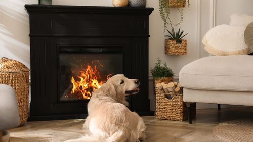 Dog sitting in front of an electric fireplace