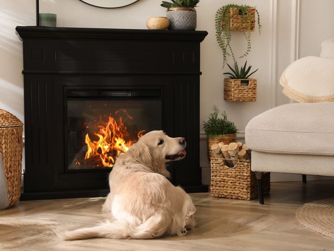 Dog sitting in front of an electric fireplace