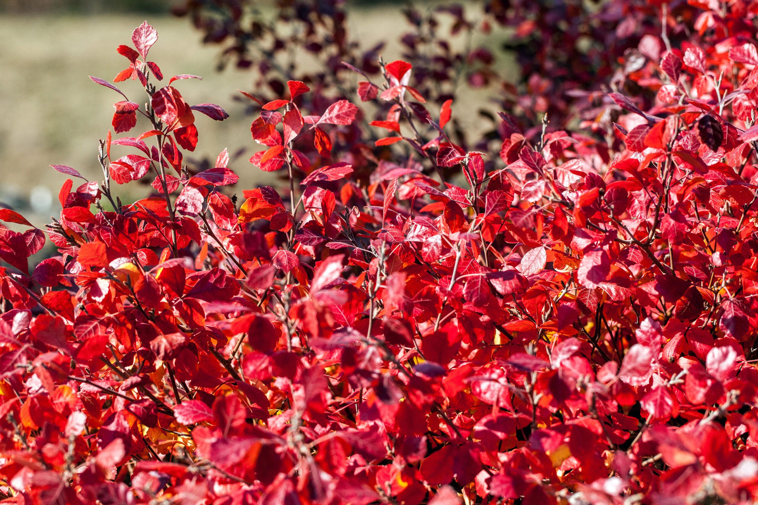 Fragrant Sumac, which is an alternative for an invasive plant species.