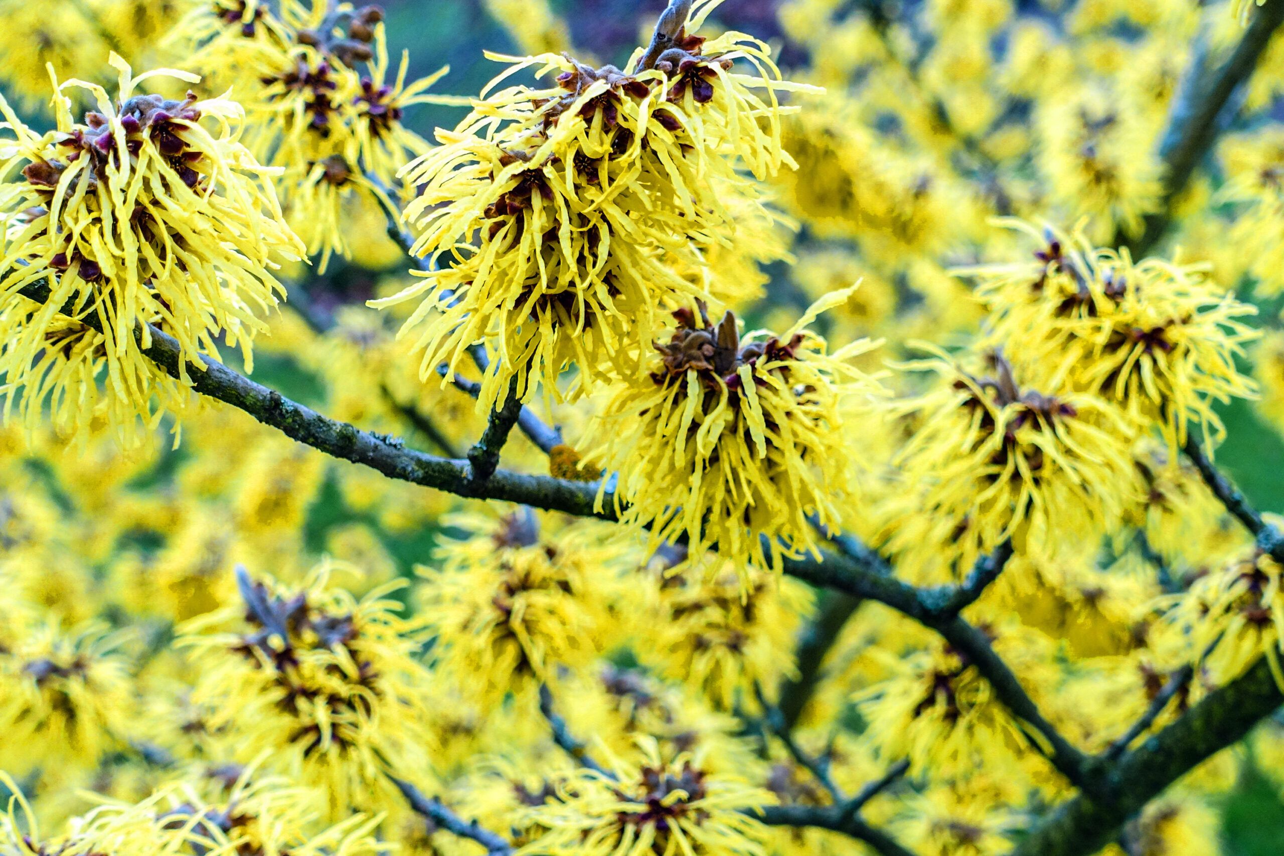 A blooming Pallida shrub.