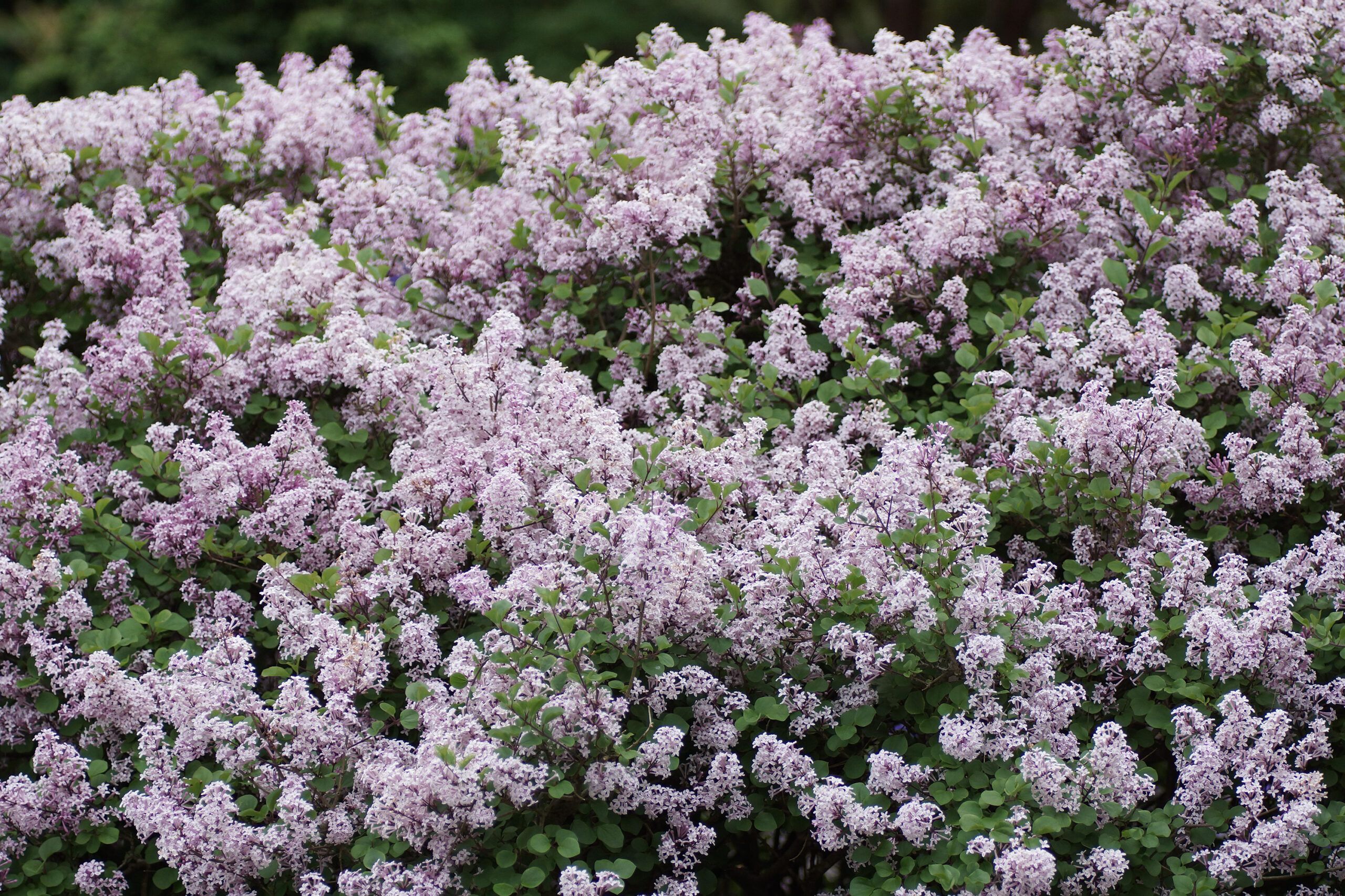 Korean Lilac, which is an alternative for an invasive plant species.