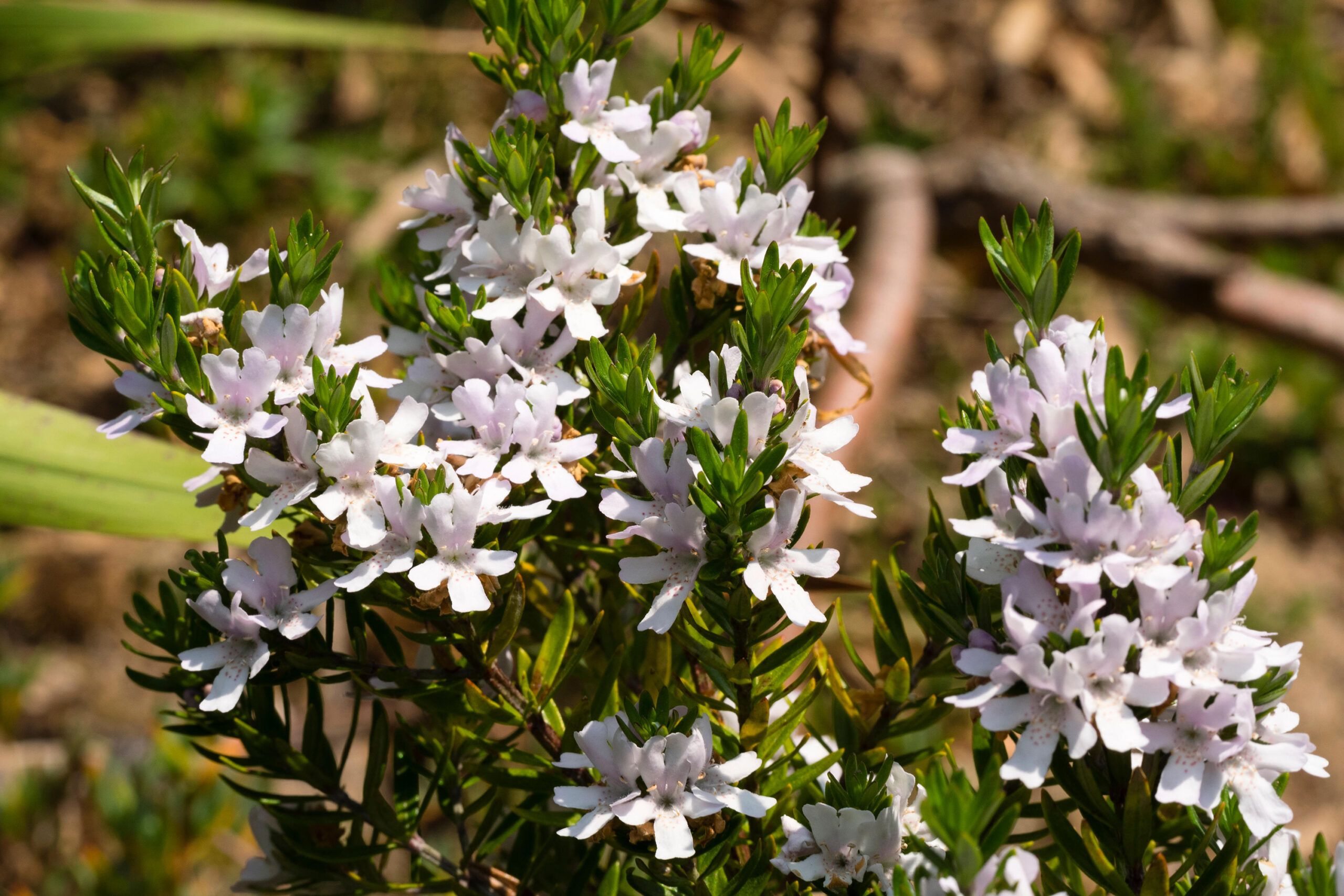 A blooming Westringia Shrub.