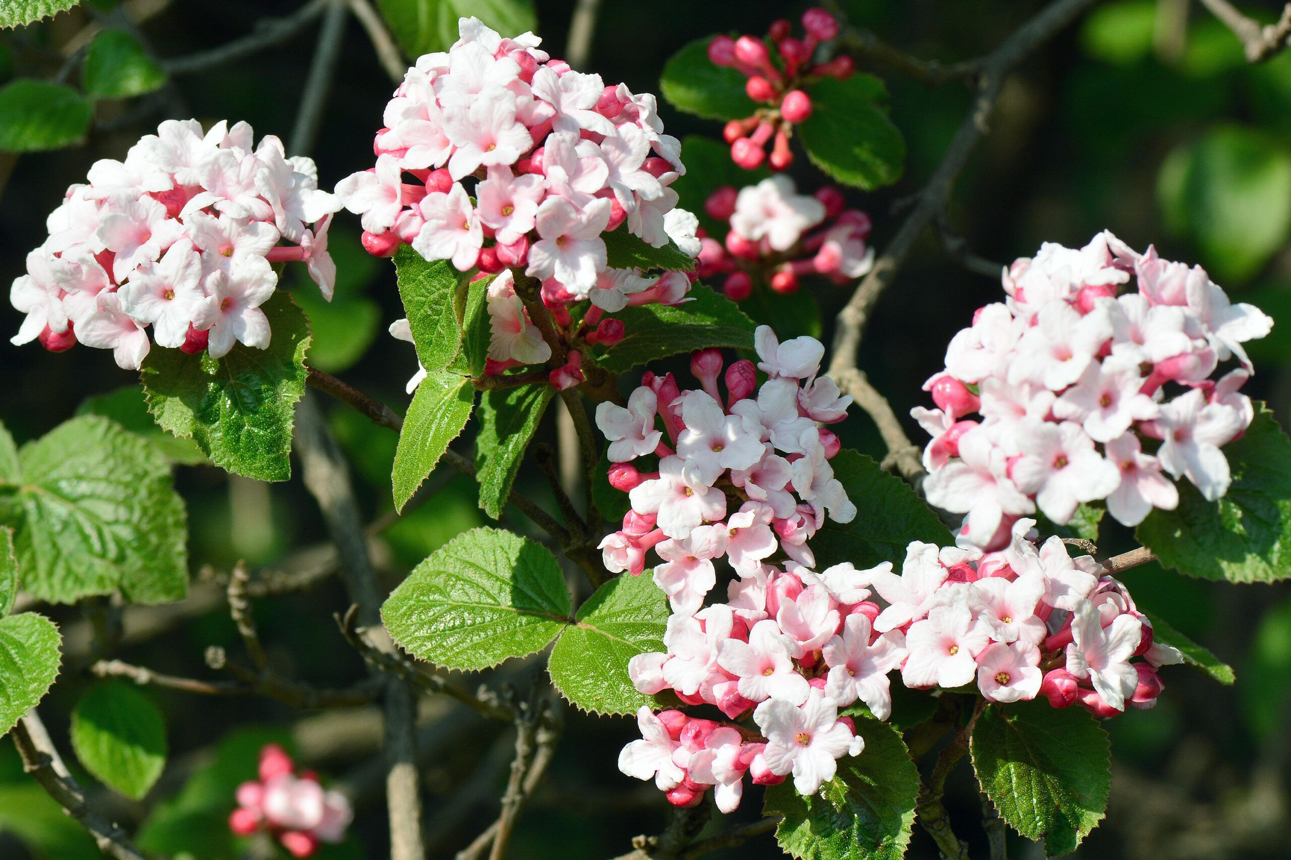 A Korean spice viburnum bush in bloom