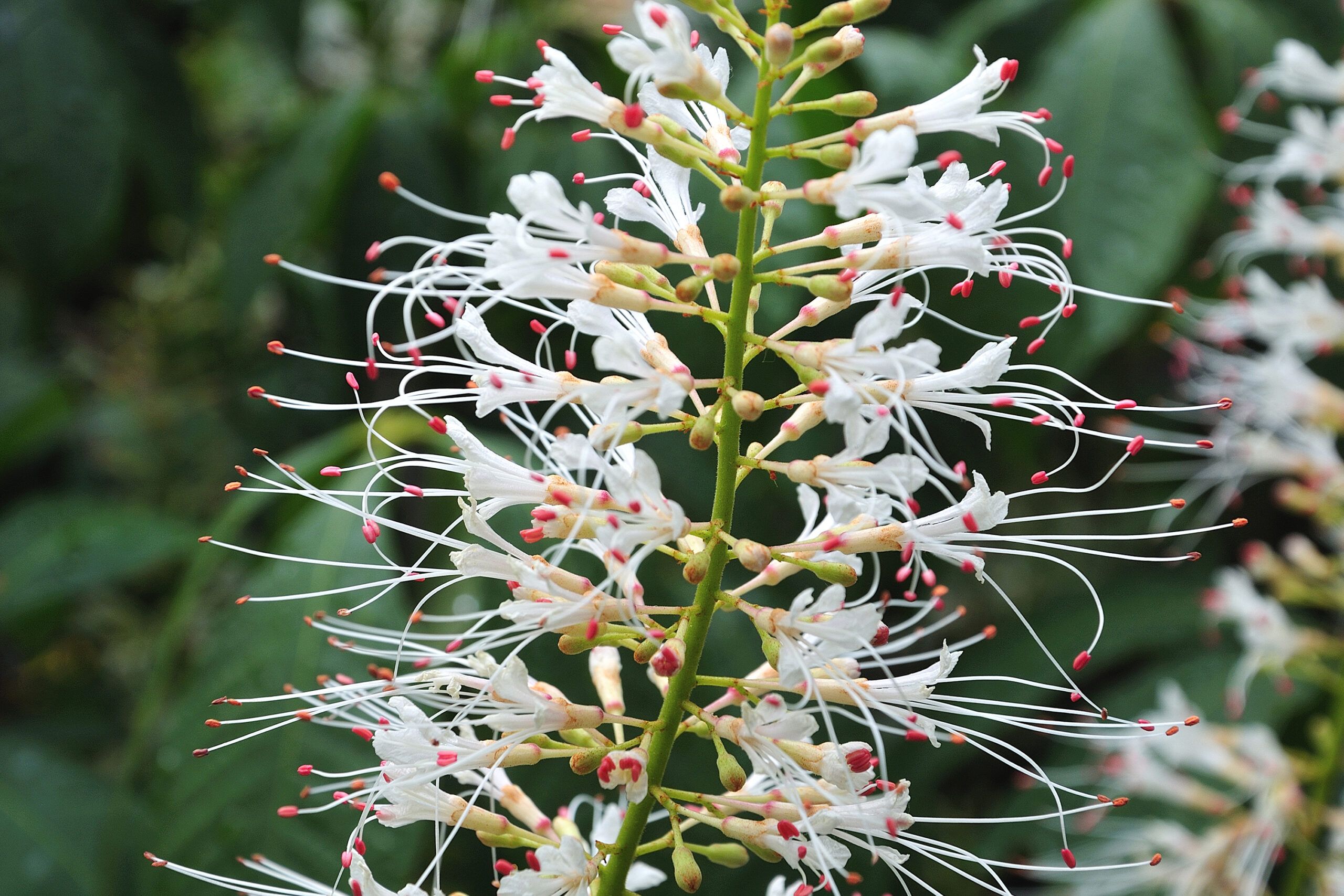 A blooming bottlebrush buckeye bush.