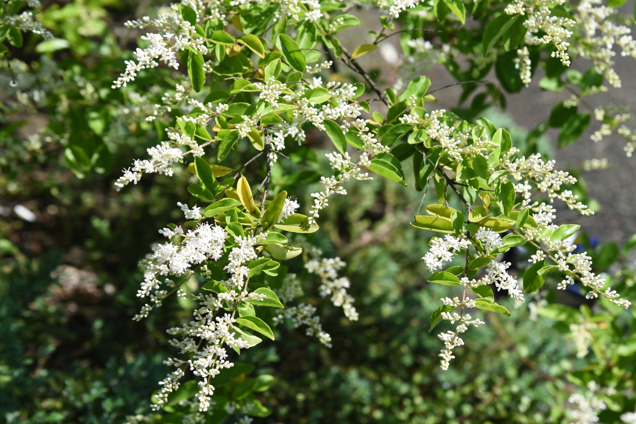 A blooming Chinese privet which is an invasive species of plant.