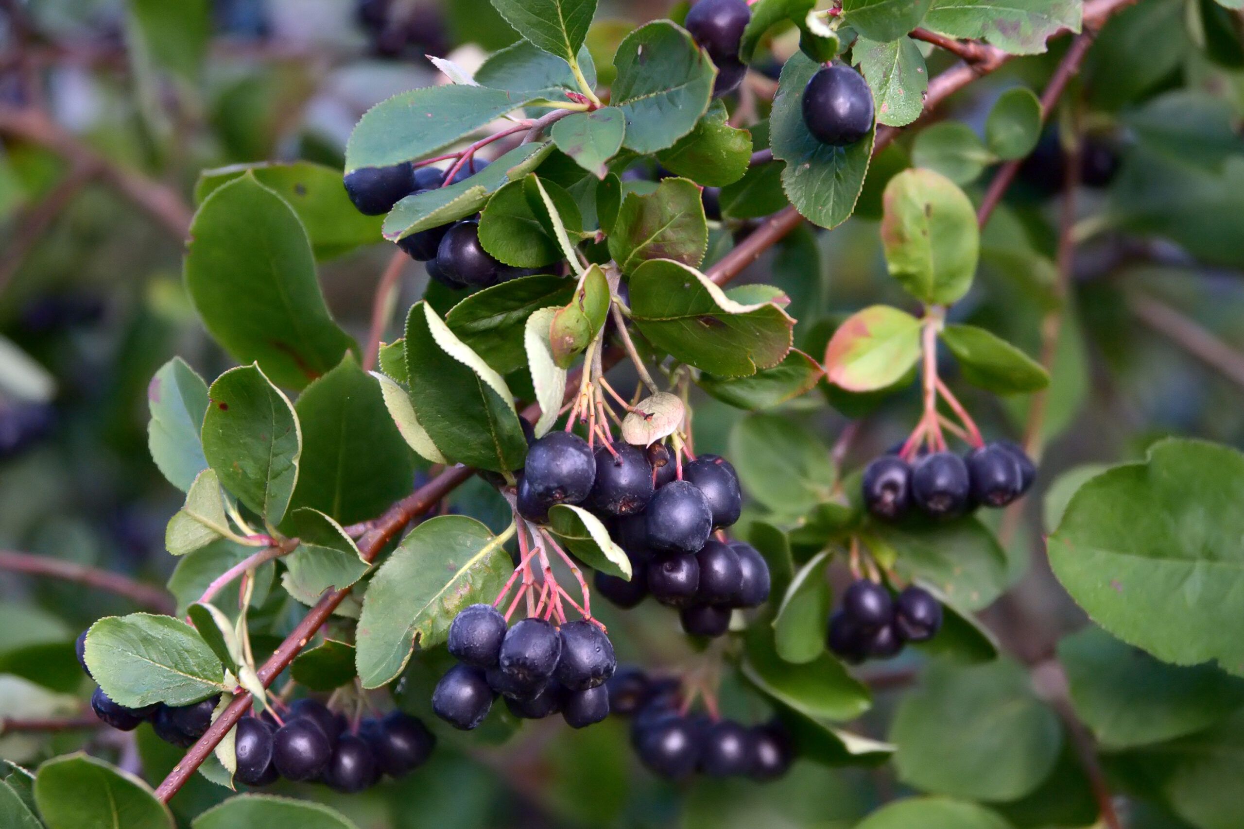 A black chokeberry shrub.