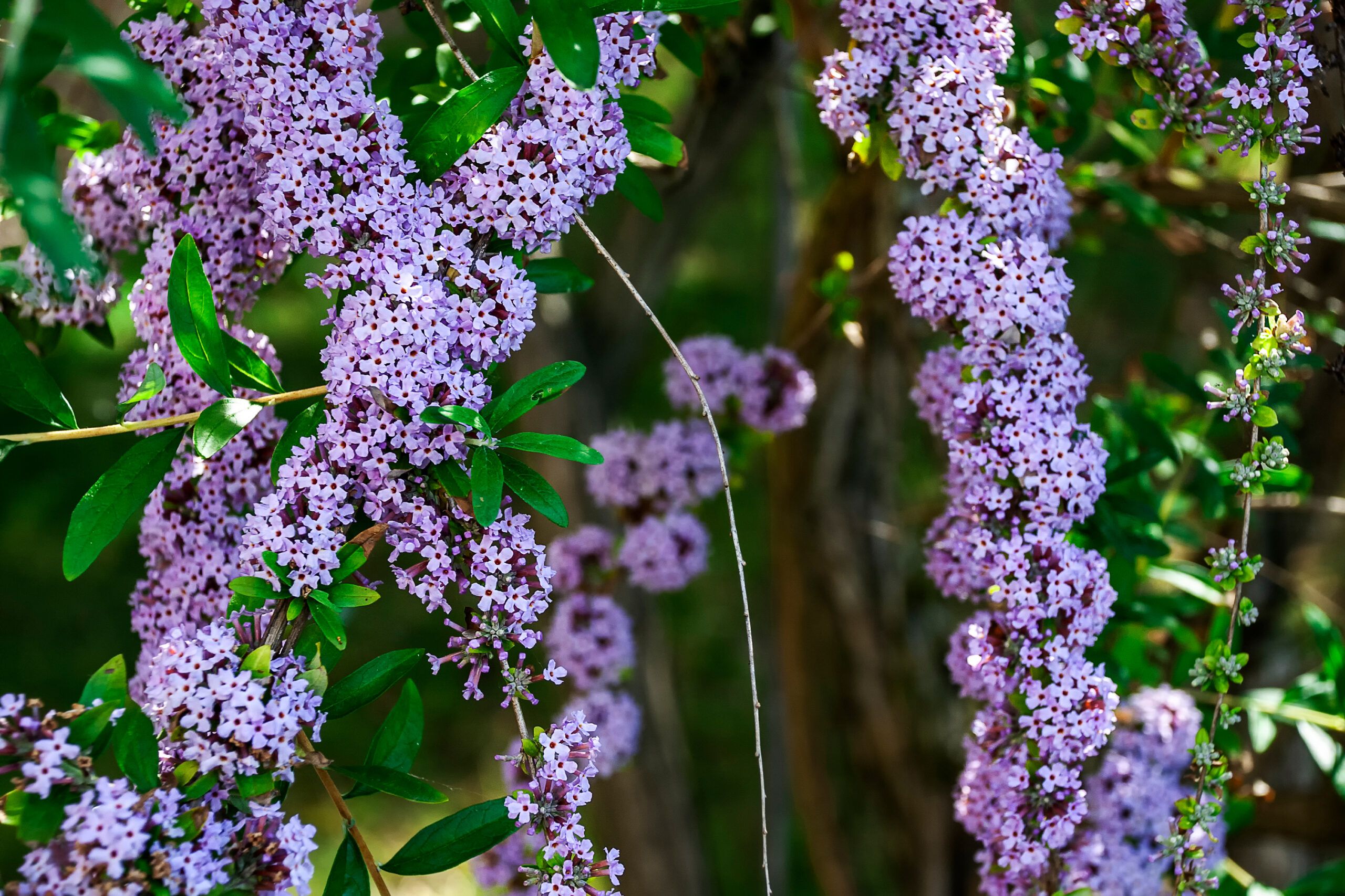 A purple butterfly bush.