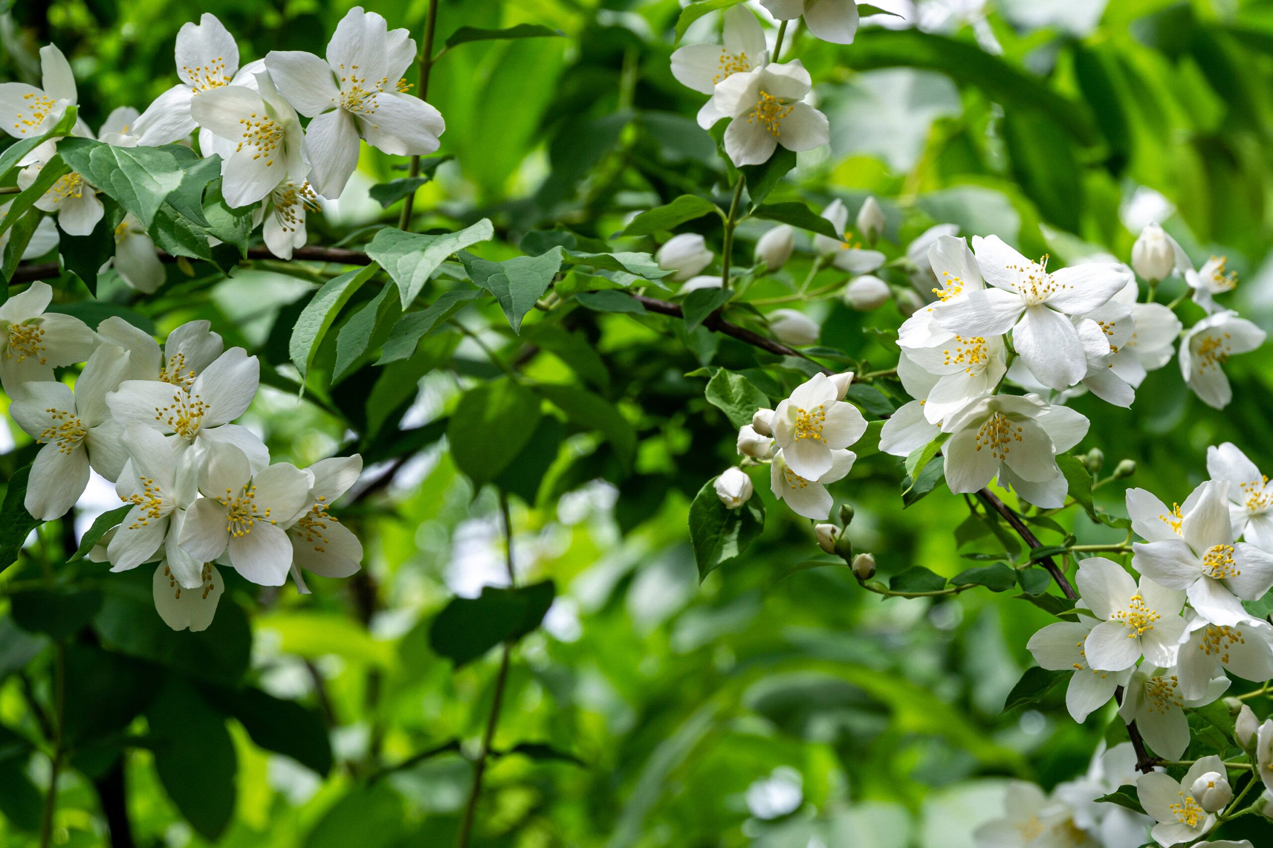 Mock orange, which is an alternative for an invasive plant species.