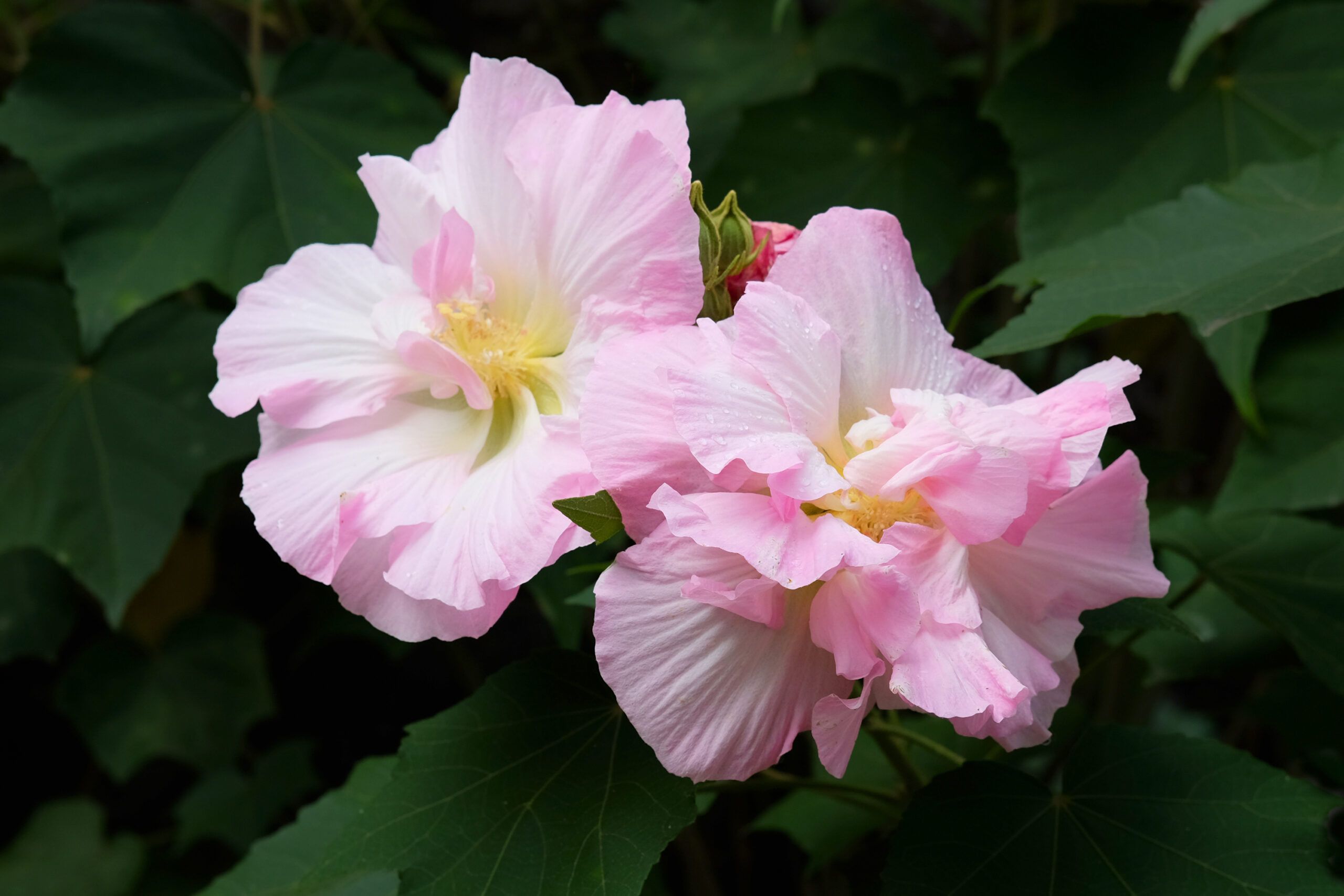 Two Confederate Rose flowers, which is an alternative for an invasive plant species.