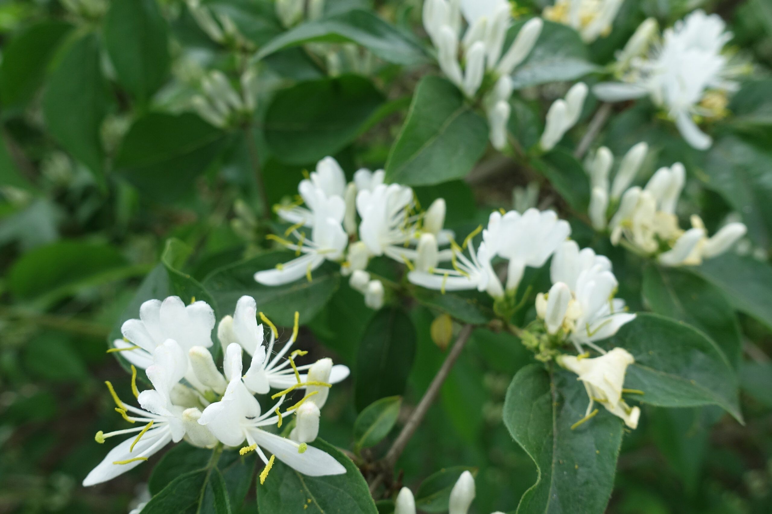 Blooms of a honeysuckle, which is an invasive plant species.