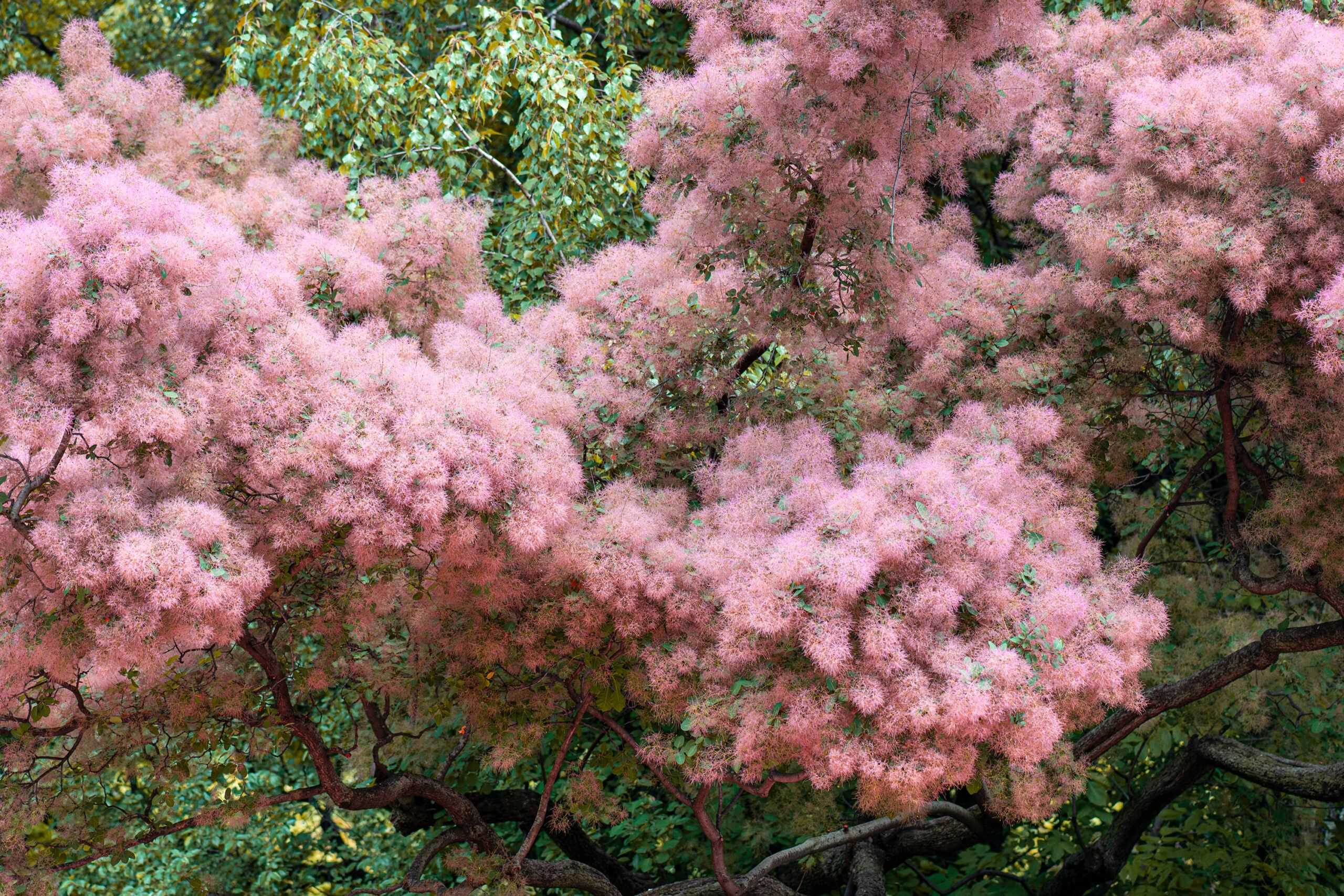 Smoke bush, which is an alternative for an invasive plant species.