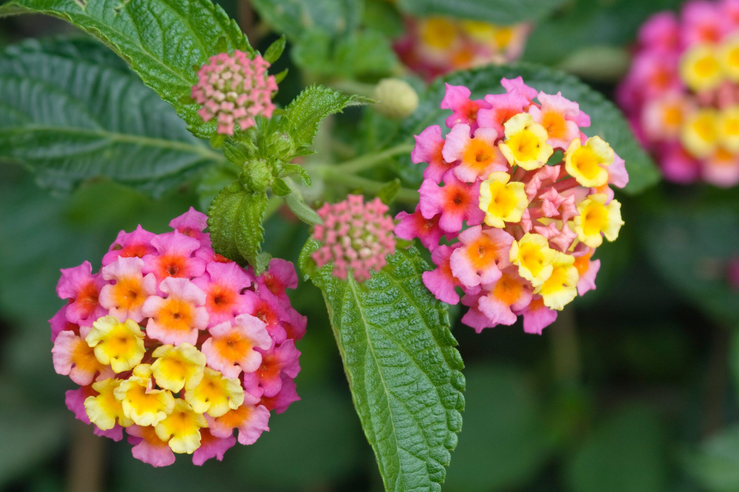 Blooms of Lantana, an invasive plant species.