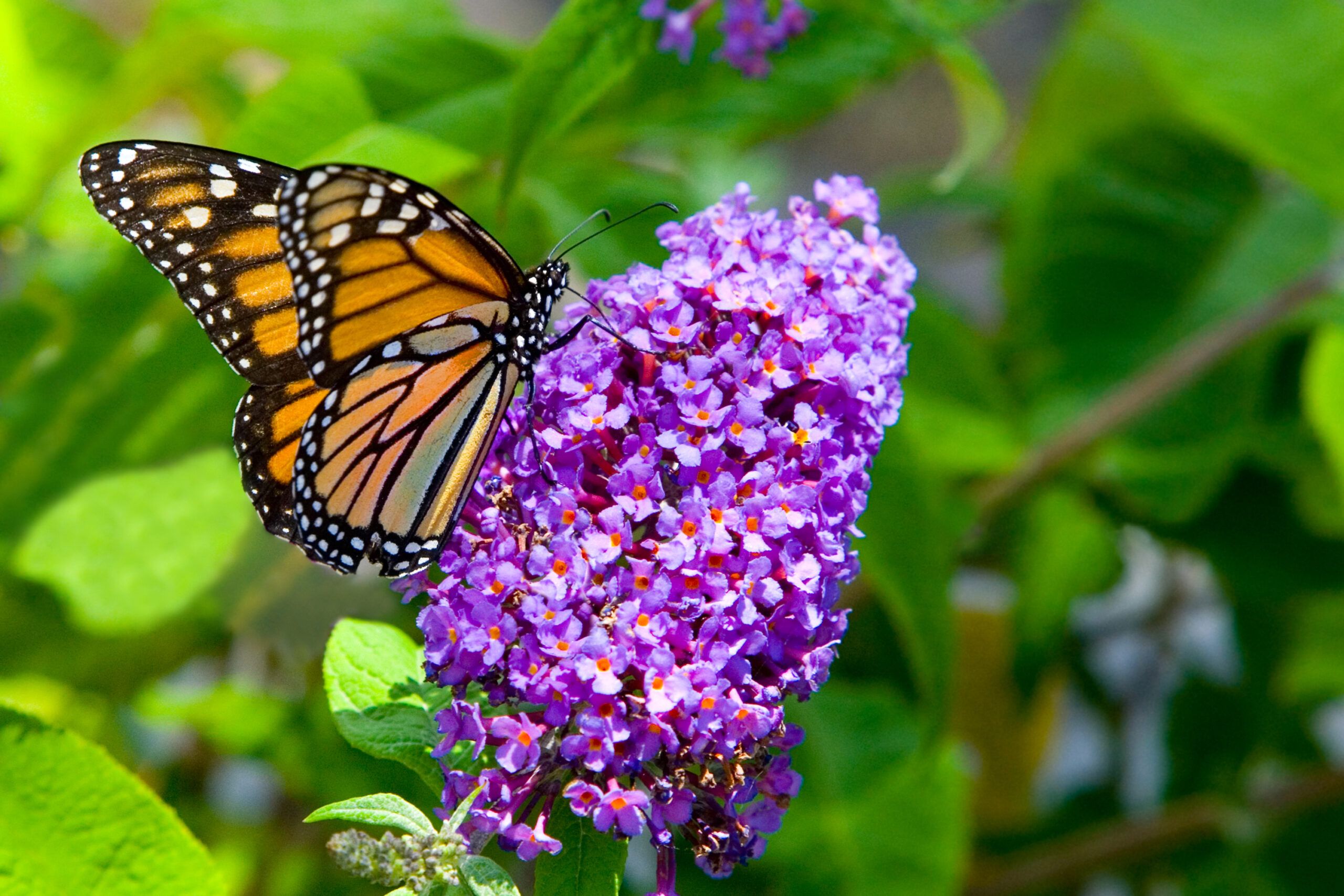 A monarch butterfly on a butterfly bush, which is a type of invasive plant.